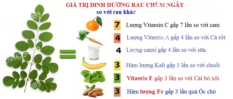 mua_ban_cay_chum_ngay_giup_ngan_ngua_benh_tat_o_tphcm